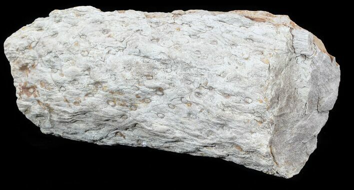 Fossil Lycopod Tree Root (Stigmaria) - Oklahoma #53340